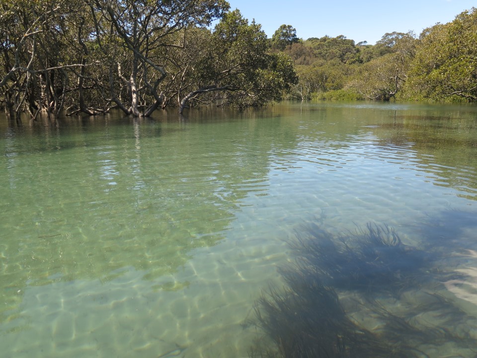 Rocklow Creek mangroves, Minnamurra